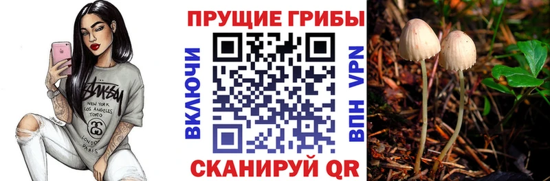 Псилоцибиновые грибы Cubensis Кадников